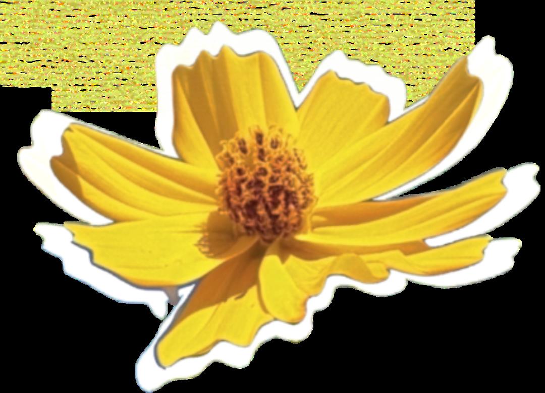 DƬ